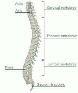 spine