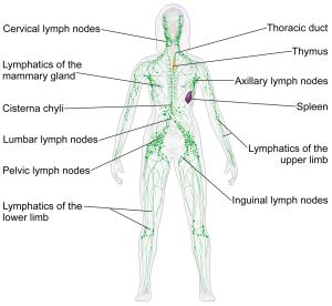 Blausen_0623_LymphaticSystem_Female