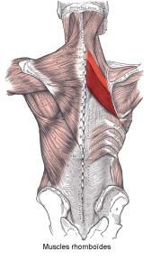 Muscles_rhomboïdes